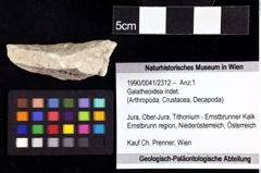 Foto (Objket + Etiketten) von Galatheoidea indet. 